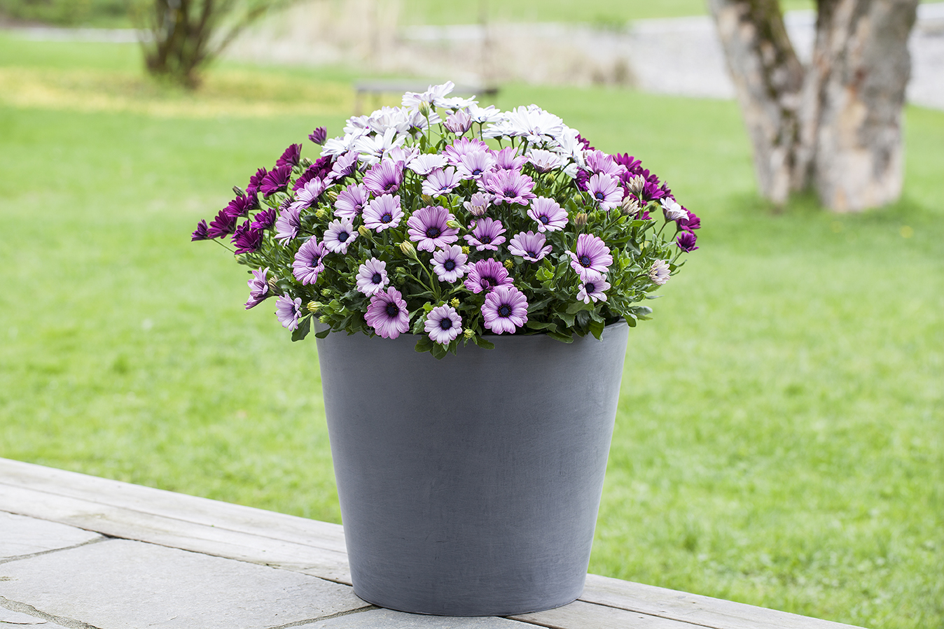 Vakker Spansk margeritt i rose fargetoner.